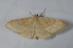 Idaea rubraria