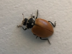 Hippodamia lunatomaculata lunatomaculata