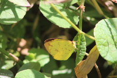 Eurema desjardinsii