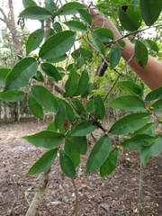 Eugenia acapulcensis