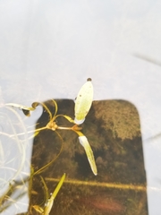 Potamogeton spirillus