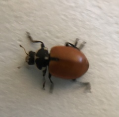 Hippodamia lunatomaculata lunatomaculata