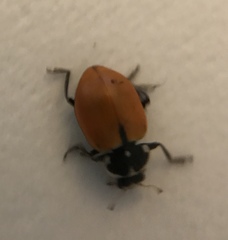 Hippodamia lunatomaculata lunatomaculata