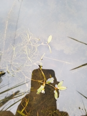 Potamogeton spirillus