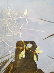 Potamogeton spirillus