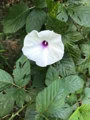 Angiospermae