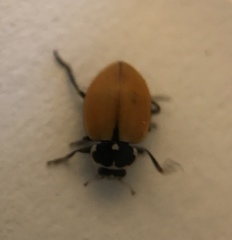 Hippodamia lunatomaculata lunatomaculata