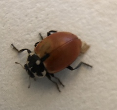 Hippodamia lunatomaculata lunatomaculata