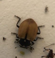 Hippodamia lunatomaculata lunatomaculata