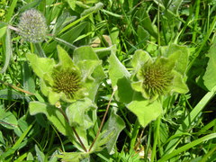 Pentanema orientale