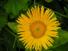 Pentanema orientale