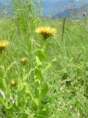 Pentanema orientale