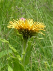 Pentanema orientale