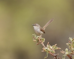 Prinia hypoxantha