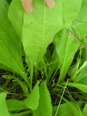 Pentanema orientale