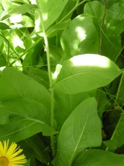 Pentanema orientale