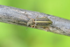Astylus limbaticollis