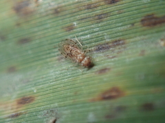 Ectopsocus petersi