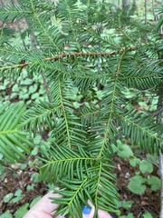 Taxus canadensis