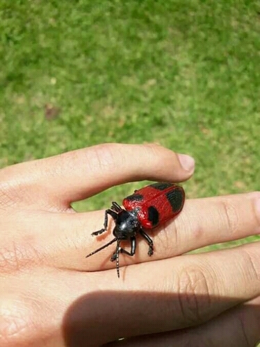 Coraliomela quadrimaculata photo 4
