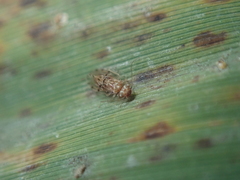 Ectopsocus petersi