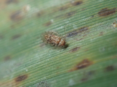 Ectopsocus petersi