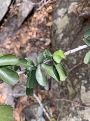 Suregada africana