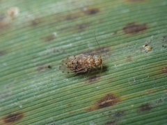 Ectopsocus petersi