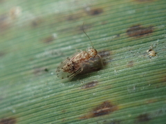 Ectopsocus petersi