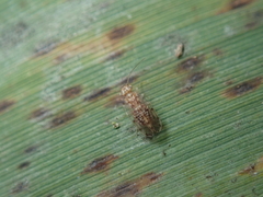 Ectopsocus petersi