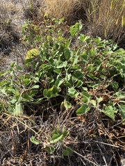 Commicarpus