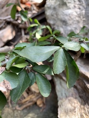 Suregada africana