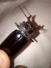 Mallodon dasystomus