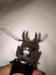 Mallodon dasystomus