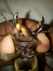 Mallodon dasystomus