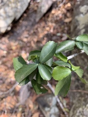 Suregada africana