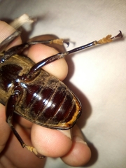 Mallodon dasystomus