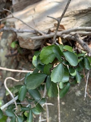 Suregada africana