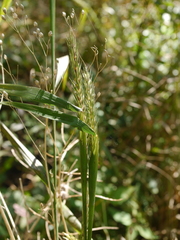 Elymus curvatus