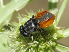 Odontomyia flavissima