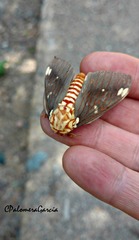 Citheronia beledonon