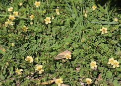 Roepera maritima