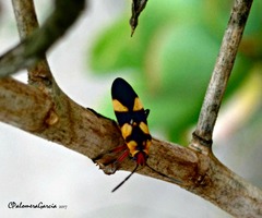 Oncopeltus cingulifer