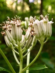 Arnoglossum reniforme