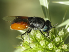 Odontomyia flavissima