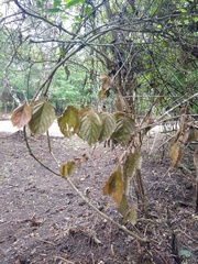 Sageretia elegans