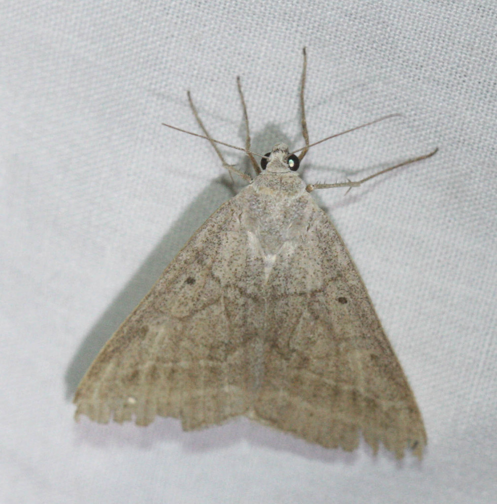 Caenurgia togataria