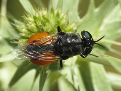 Odontomyia flavissima
