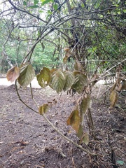 Sageretia elegans