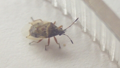 Kleidocerys resedae